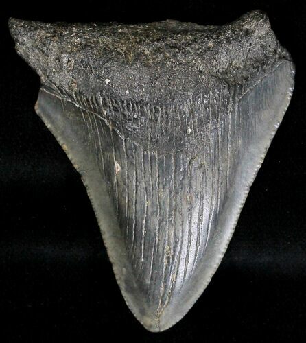 Bargain Megalodon Tooth - South Carolina #18416